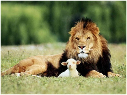 lion-and-the-lamb